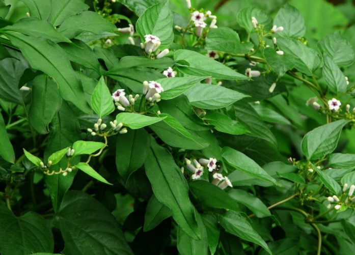 "鸡屎藤"是长在鸡屎上的草?才怪!它可是养胃止咳的良药!