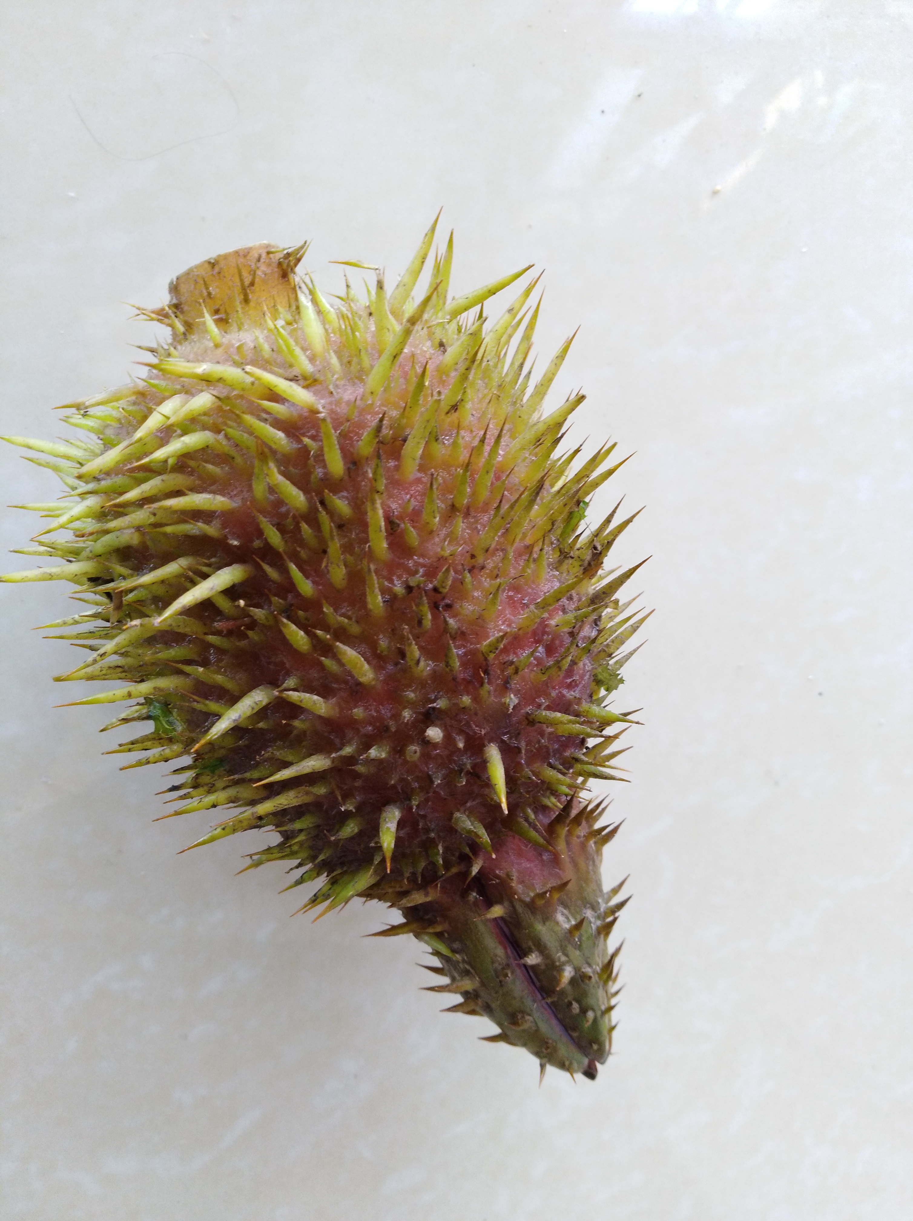 国庆返乡偶遇了小时候吃过的水生野果