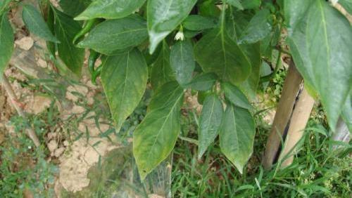 面对日益严重的辣椒缺镁症问题,教你防治方法!