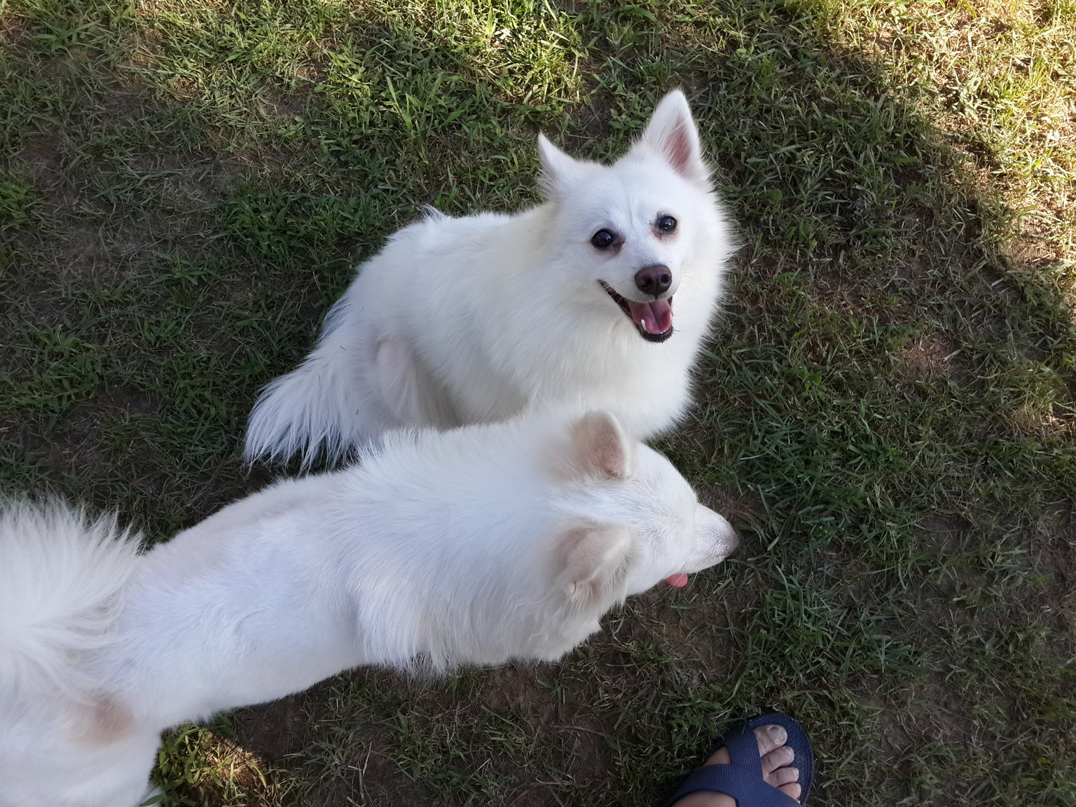 银狐与萨摩耶犬,你分得清楚吗?