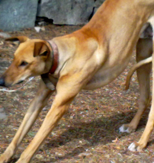 深山里偶遇据称是康熙皇帝最钟爱的中国细犬!