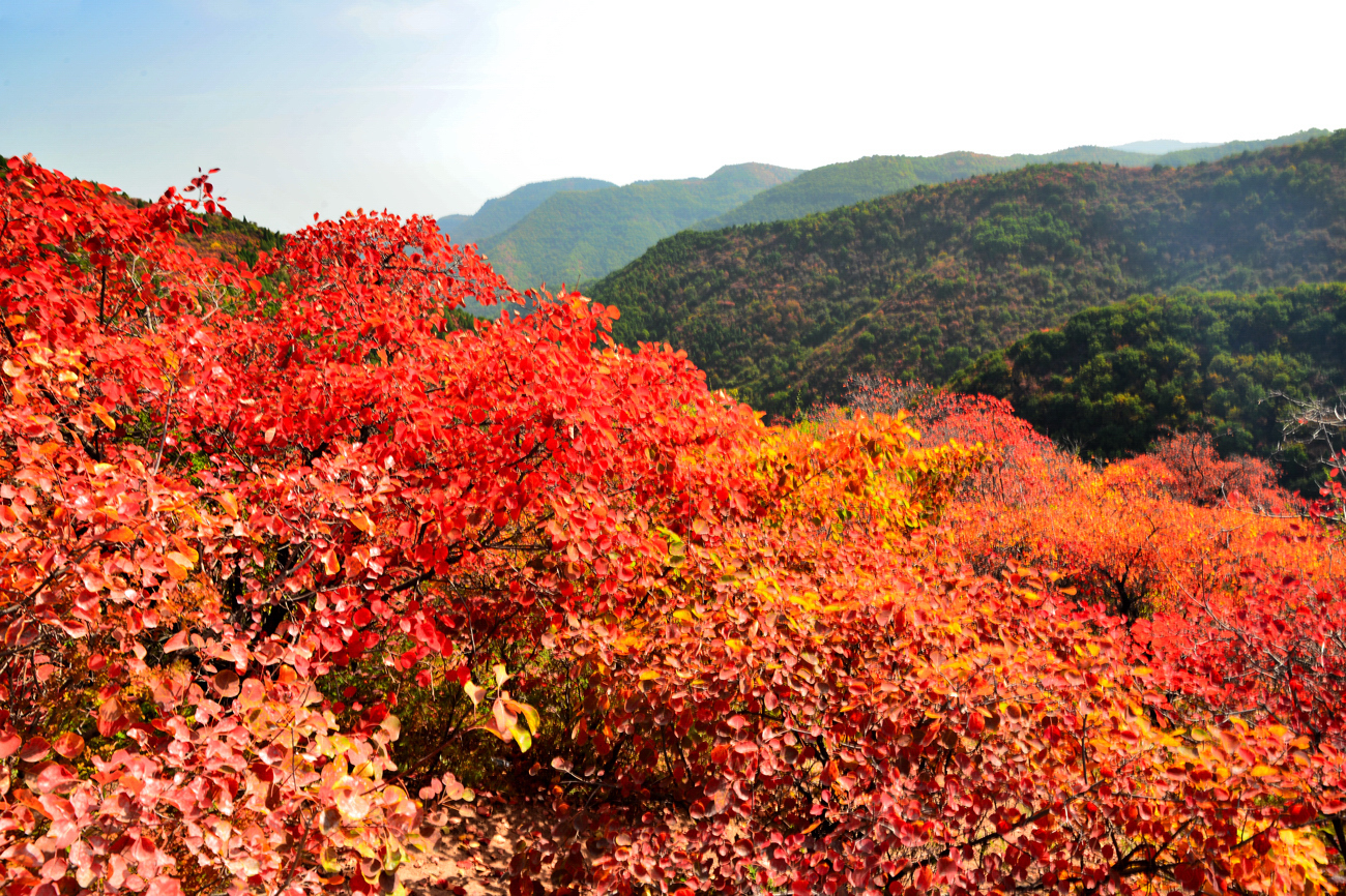 红枫叶,一个季节最后的曼舞轻歌