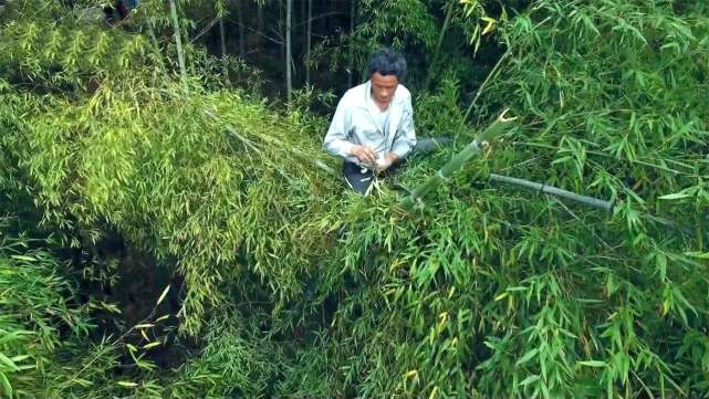 七旬老人竹林图片