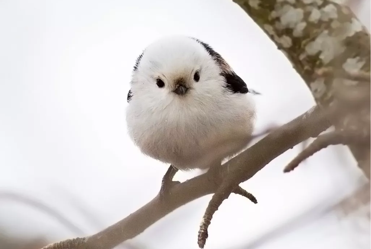 银喉长尾山雀:树上居然长糯米团子,圆滚滚的身体能不能飞翔