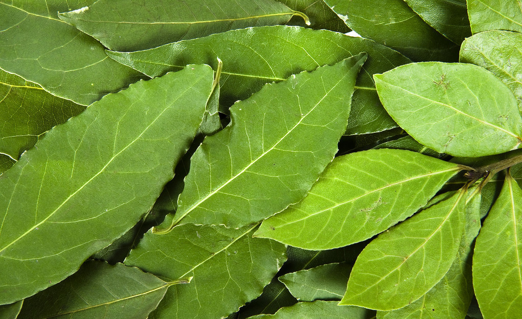 香叶- 热门商品专区