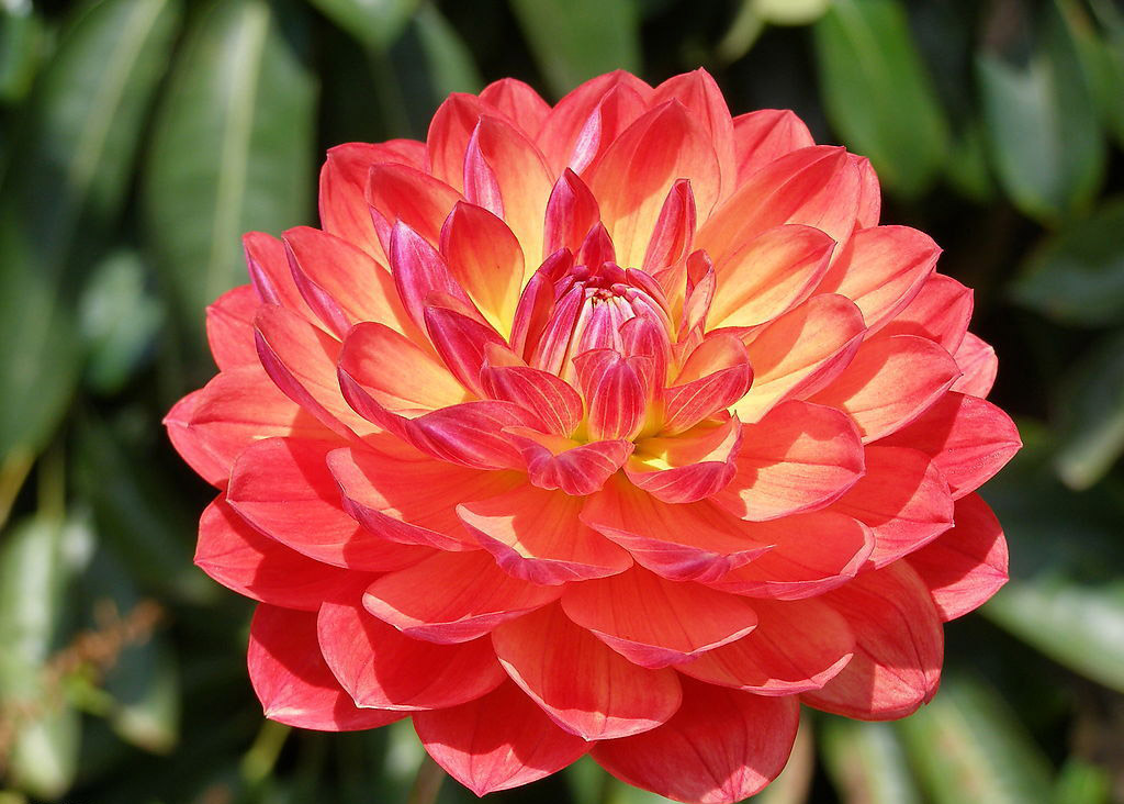 大方富丽的"大丽花",有很高的观赏价值,色彩艳丽,丰富多姿