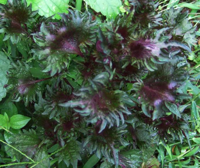 回回苏知识科普,教你轻松识别回回苏