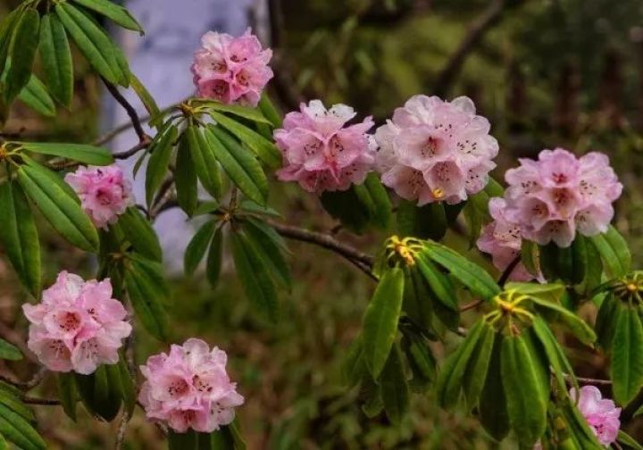 杜鹃花绽放的季节 五月的某一天 你来到这里 你会对瓦屋山说