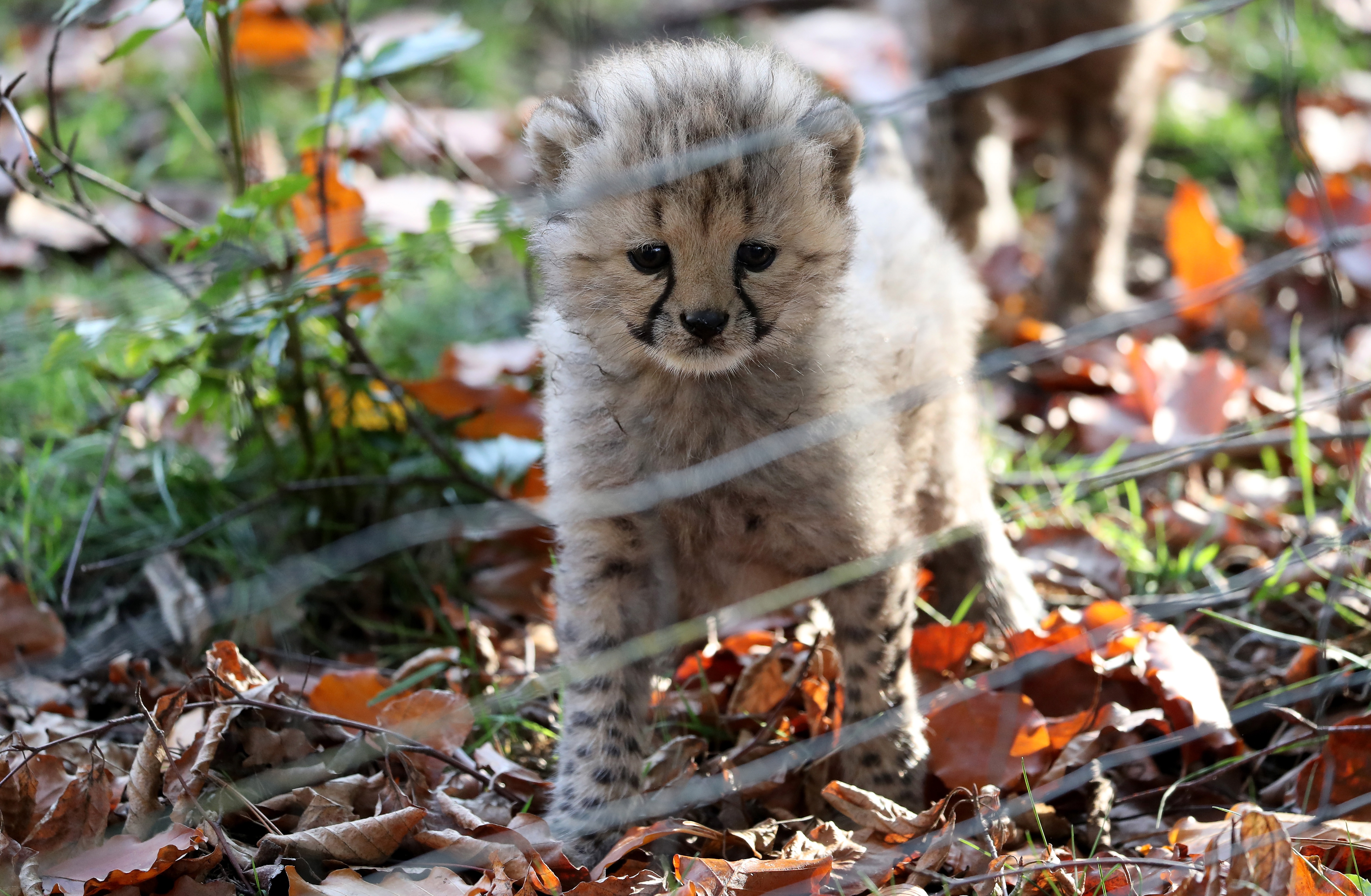 三胞胎猎豹幼崽