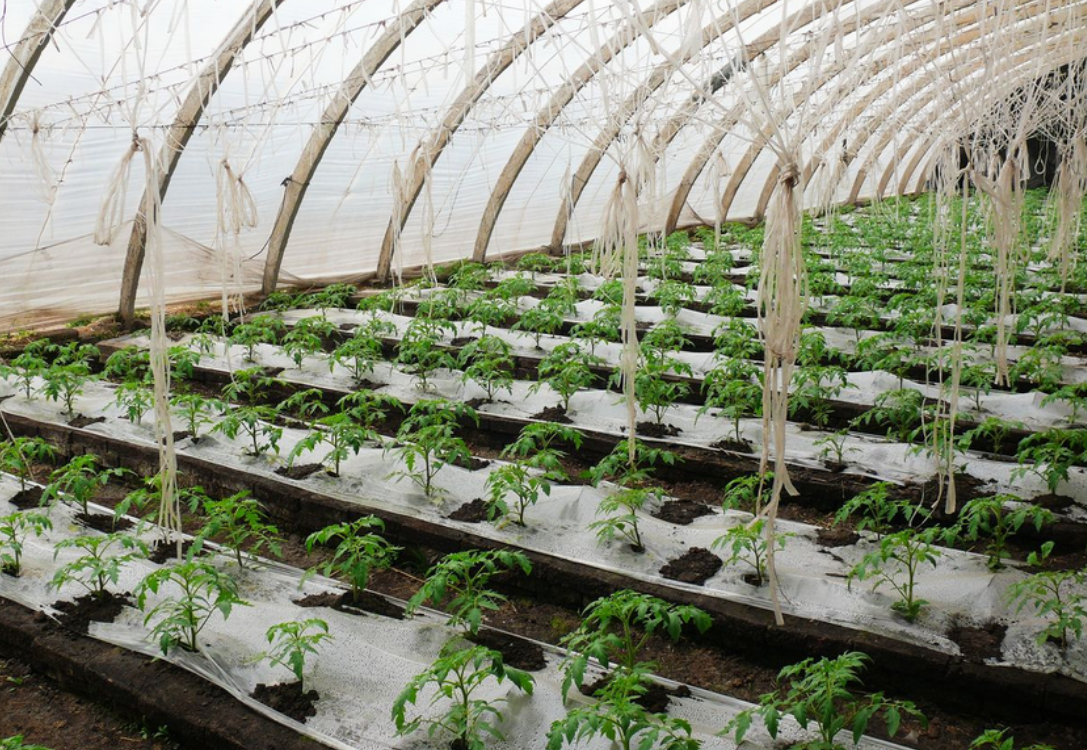 大棚番茄 - 热门商品专区