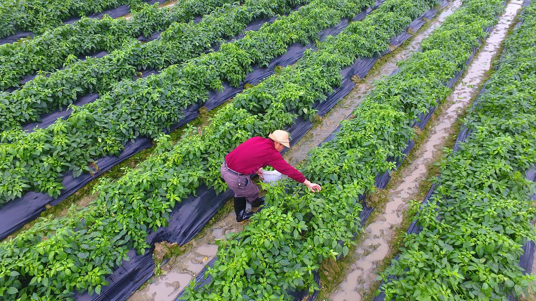 寻求农村种植致富项目的意义(寻求农村种植致富项目的意义是什么)
