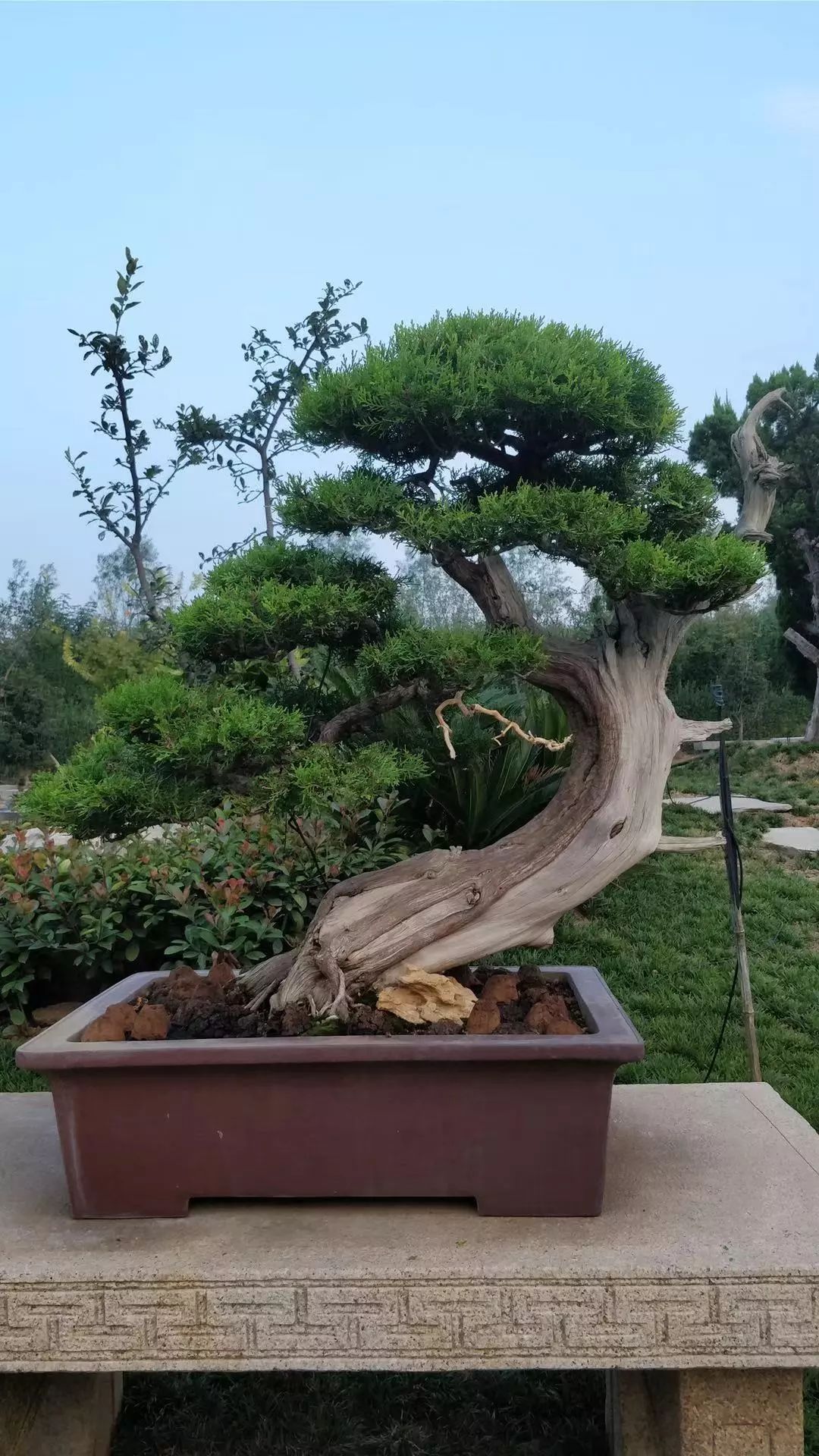 盆景天成偶得之——第二届上海国际青年盆景论坛嘉宾 杨海峰