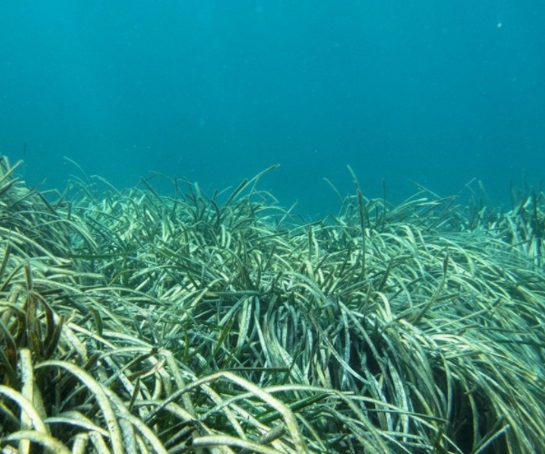 看似柔弱的海草却是海洋生物的安居之所