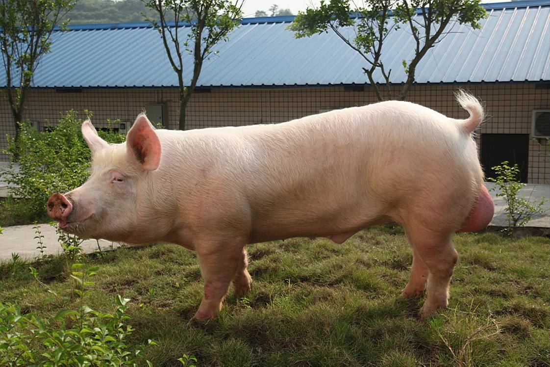 养猪的时候,种公猪的好坏关系养殖场的效益,日常管理需要注意!