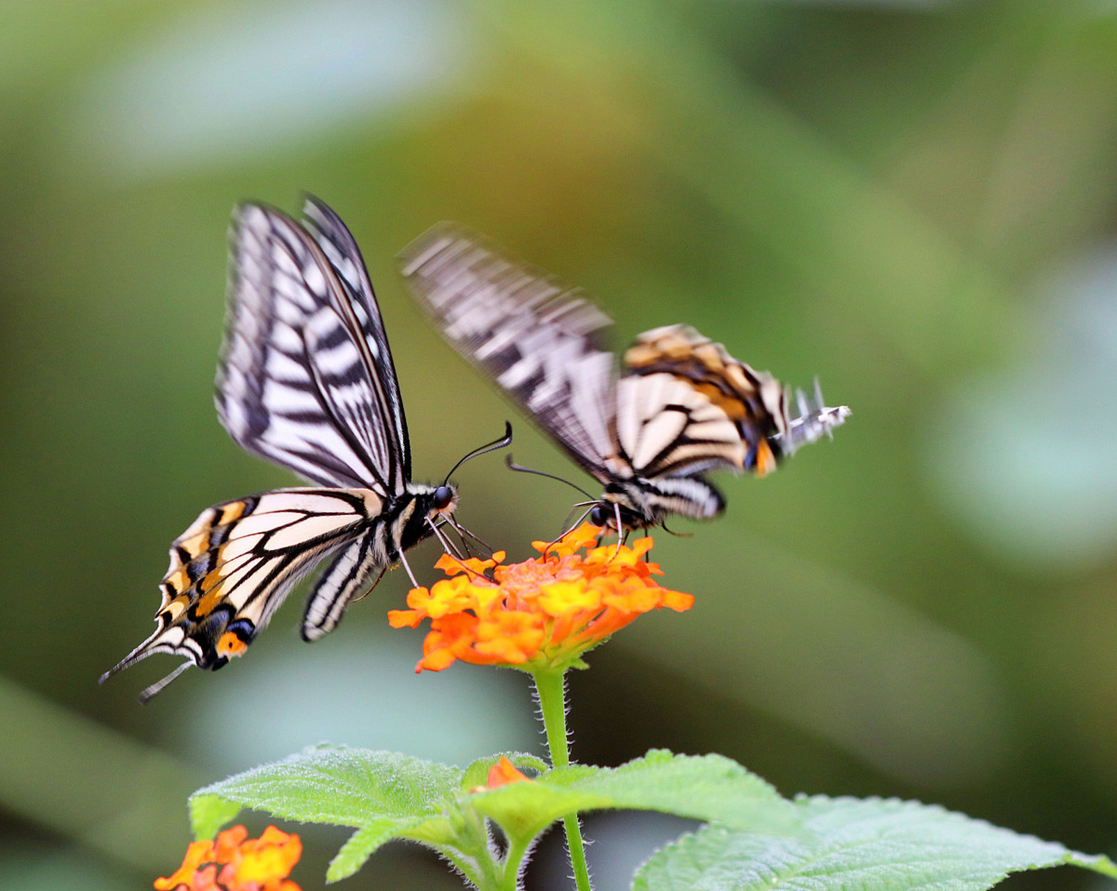 "直至,泳池里的蝴蝶 顺利返回梁山伯的身体 人声鼎沸 与李白当年听到
