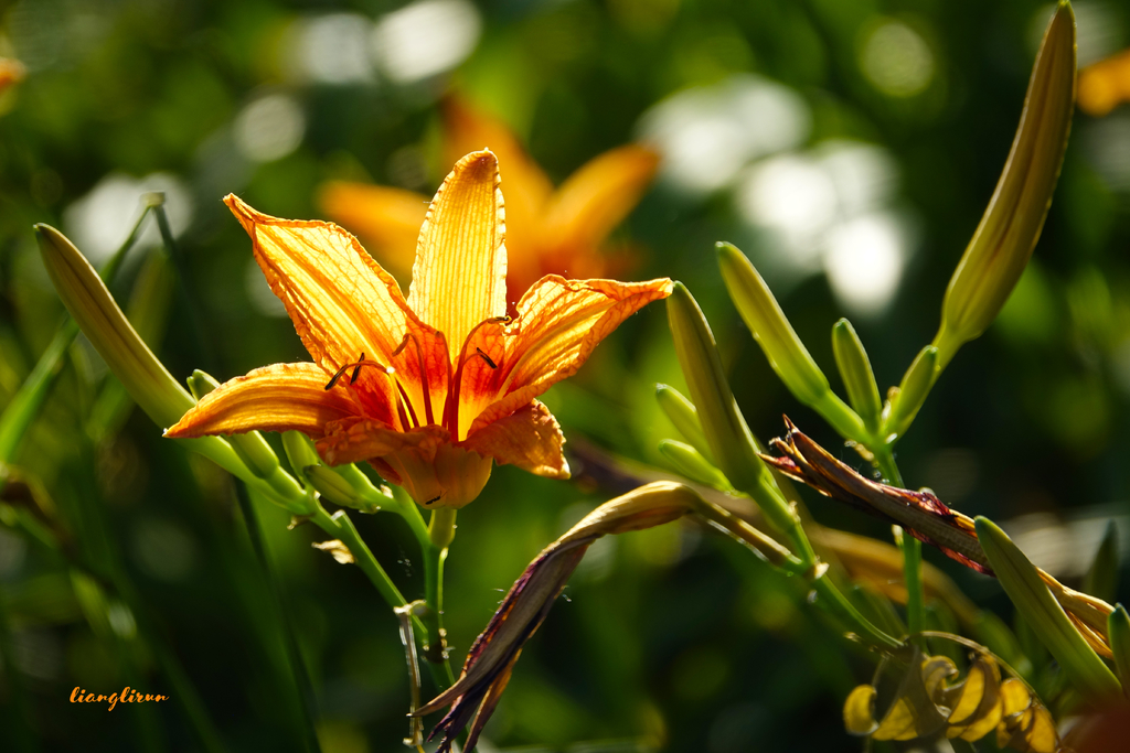 忘忧草又名母亲花