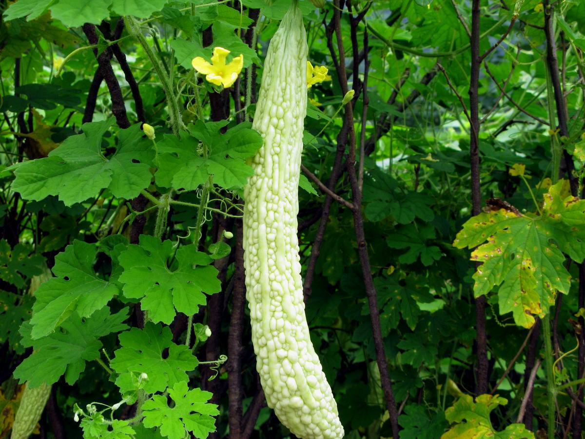 大田种植的过程中,坚持水肥结合,提高苦瓜的产量和品质