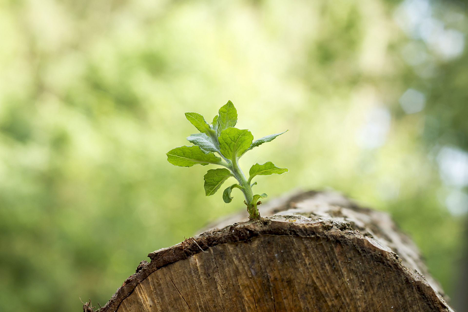 保持心的淡然,不被情绪左右,是难能可贵的品质.