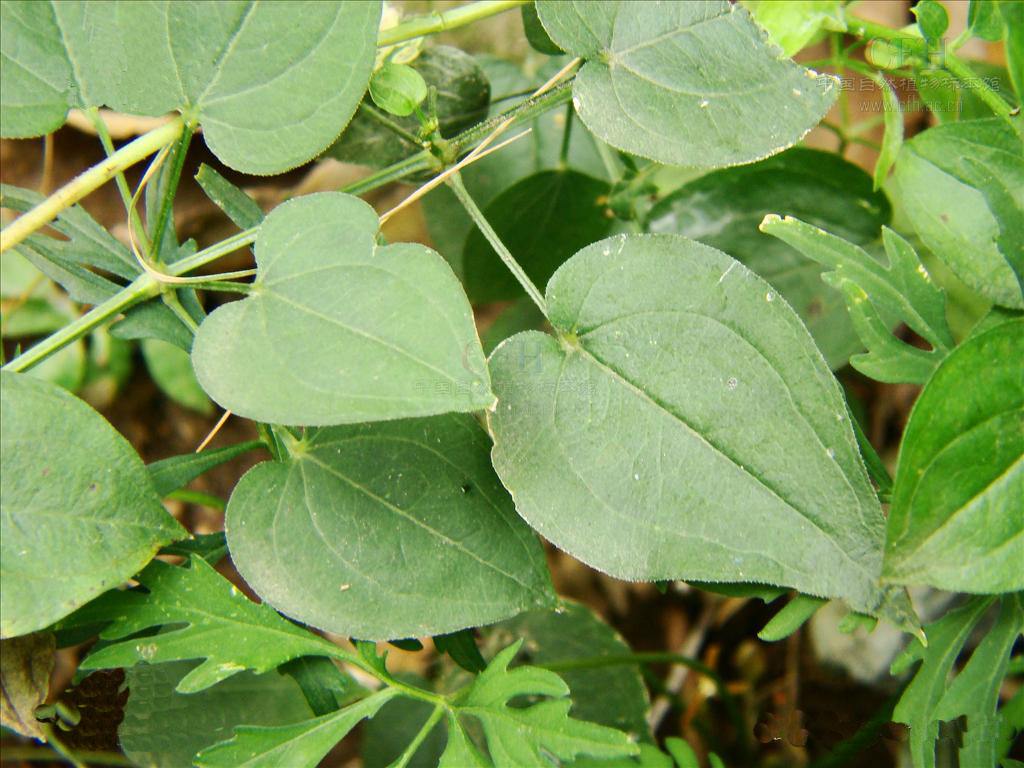 农村灌木丛里长着这种草,根茎能用来当染料,你们家乡管它叫什么