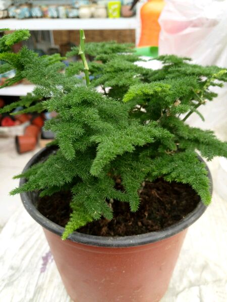 松竹- 热门商品专区