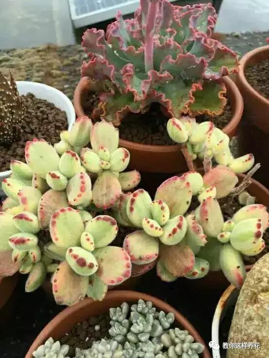 多肉喂了点"胡萝卜洋葱汁",肥嘟嘟红灿灿,越长越仙!