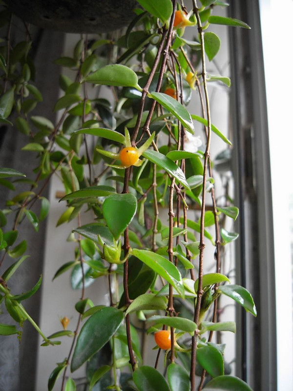 好养如绿萝,四季常青,还会开花结果,此室内盆栽绿植,值得拥有