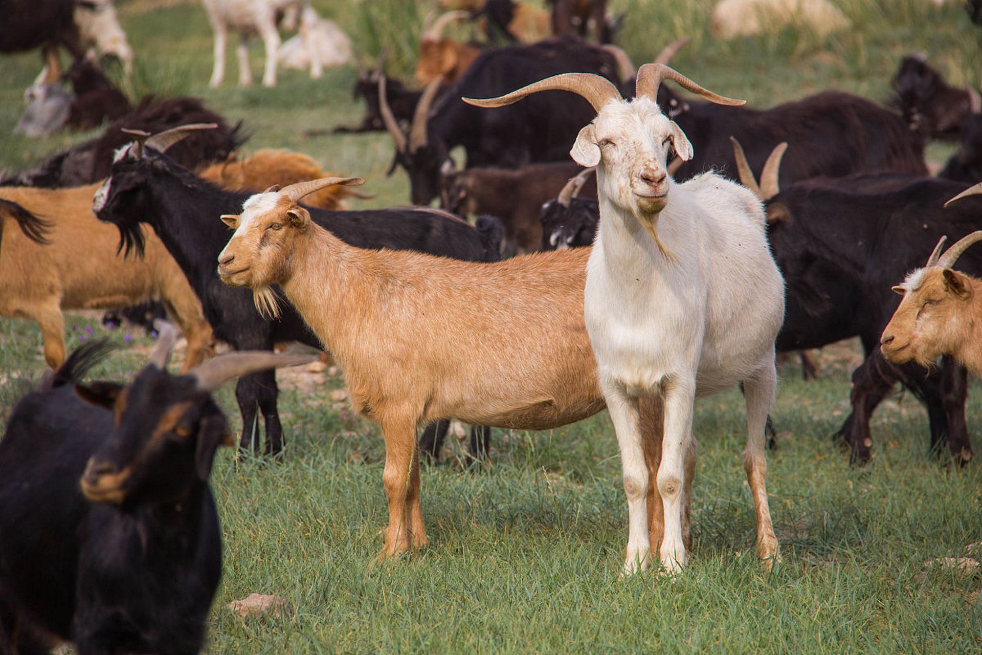 上万只蒙古野生黄羊跨越中蒙边境# 这上万只野生的黄羊,野生应该算无