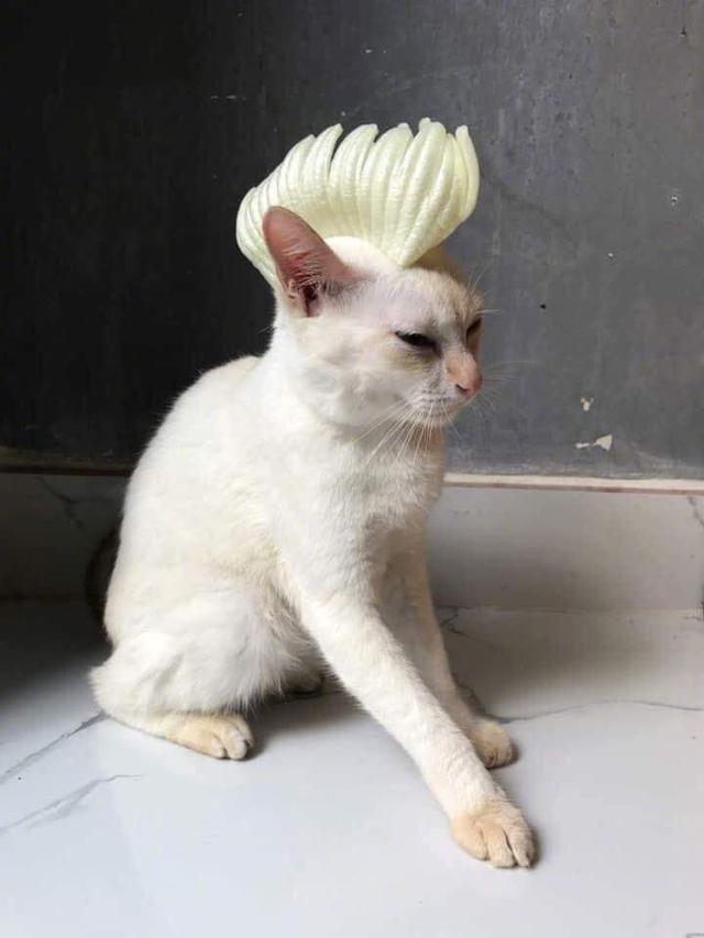 网友用向日葵给猫咪做了很多沙雕造型,主子看了想打人