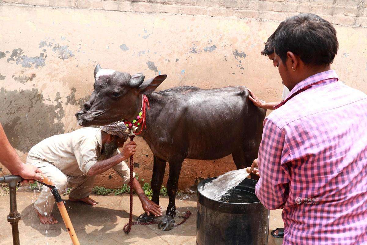 印度人将牛供奉为"神",又不吃牛肉,为何还会有"屠牛节"?