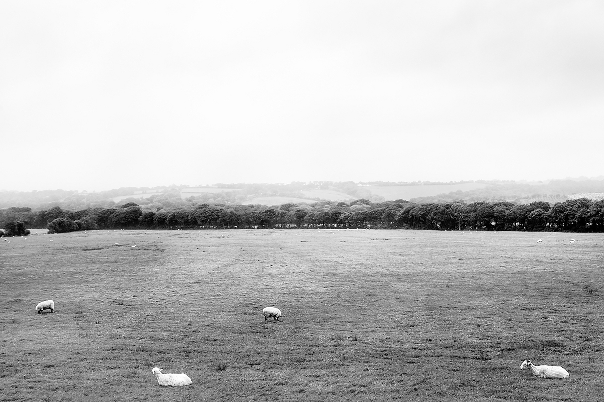 在二十世纪五十年代,有人曾在文部湖发现水怪,该水怪的外形与牛相似