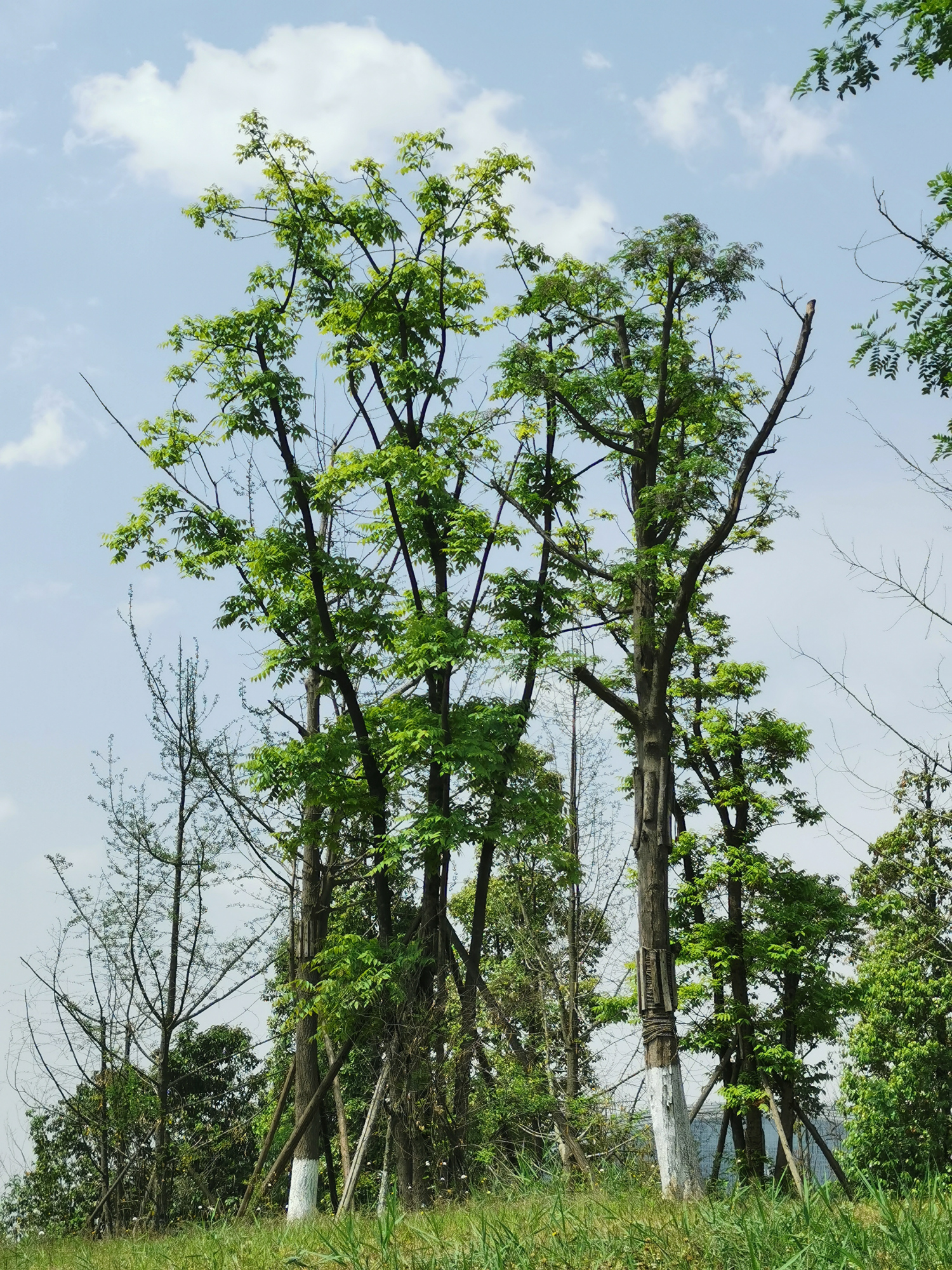 成都市内春游必选地"桂溪湿地公园"的树长大啦!