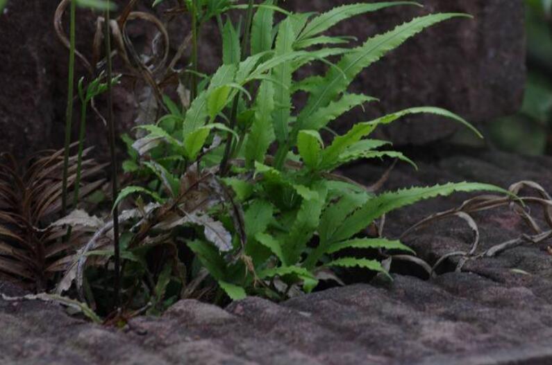 人称"五指草",如今城里窨井盖口常见,价值极高,请不要小瞧它