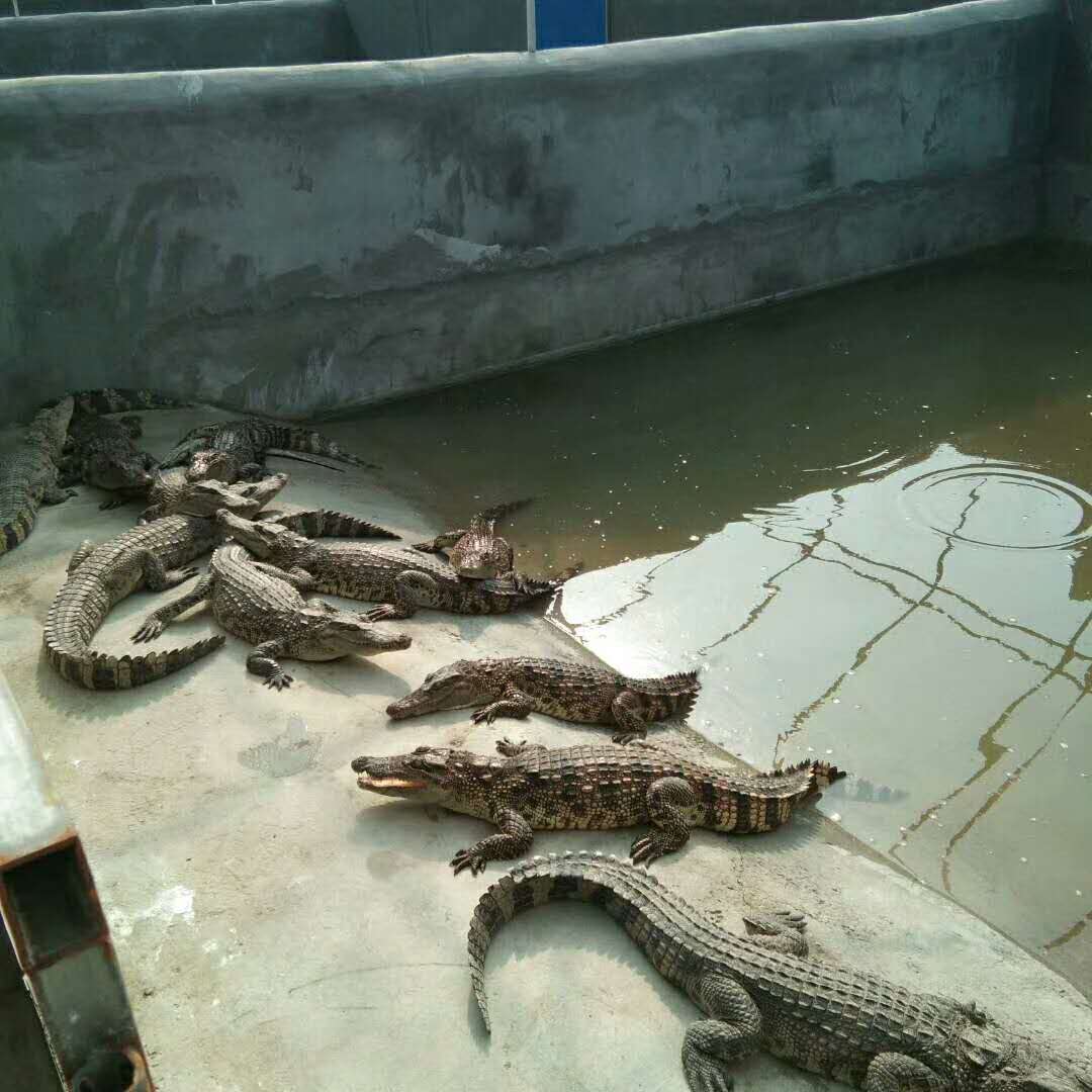 临沂鳄鱼养殖场图片