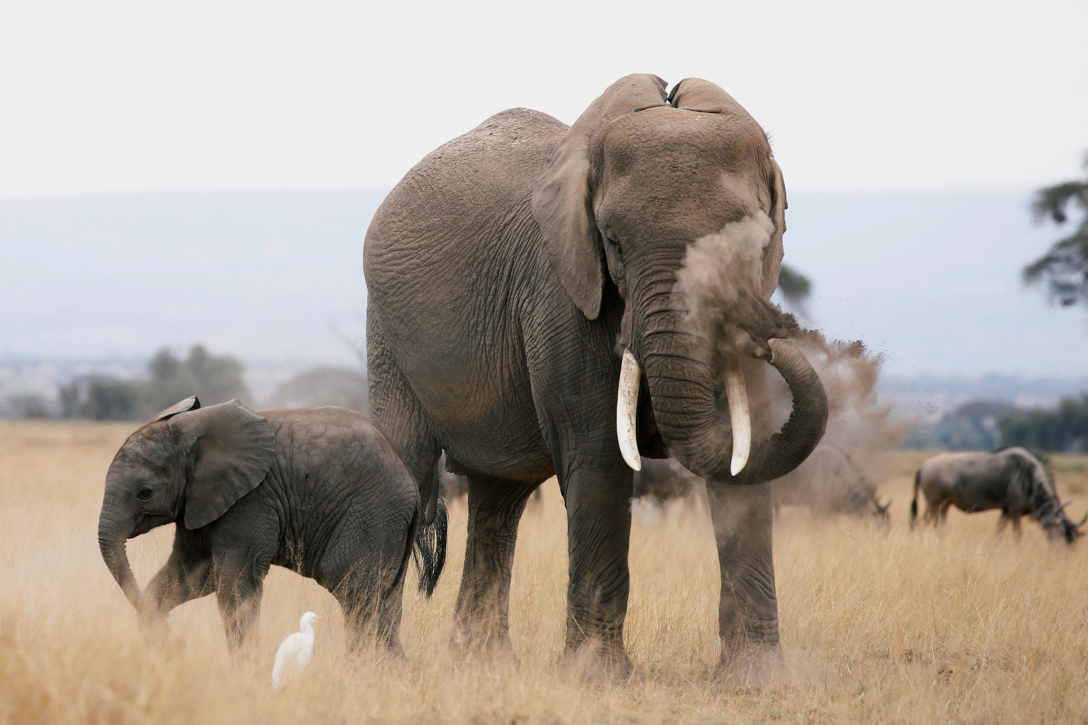 肯尼亚安博塞利国家公园(2)