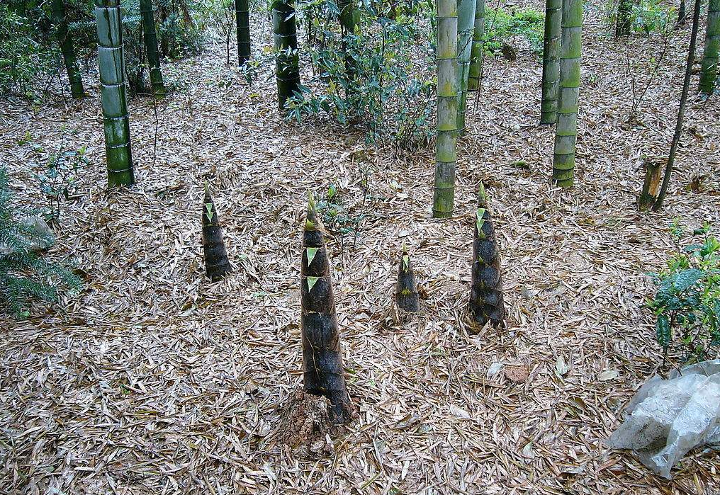 四季竹笋种植技术 - 2020年最新商品信息聚合专区 - 百度爱采购