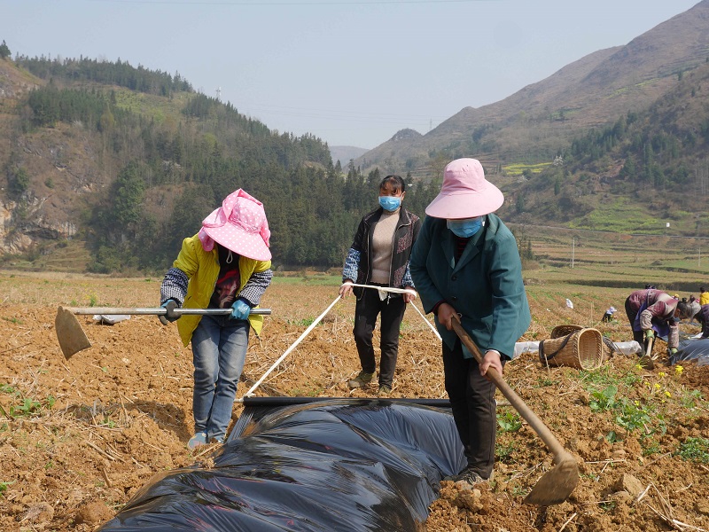 晴隆安谷乡:抢抓时节种花椒 战"疫"脱贫两不误