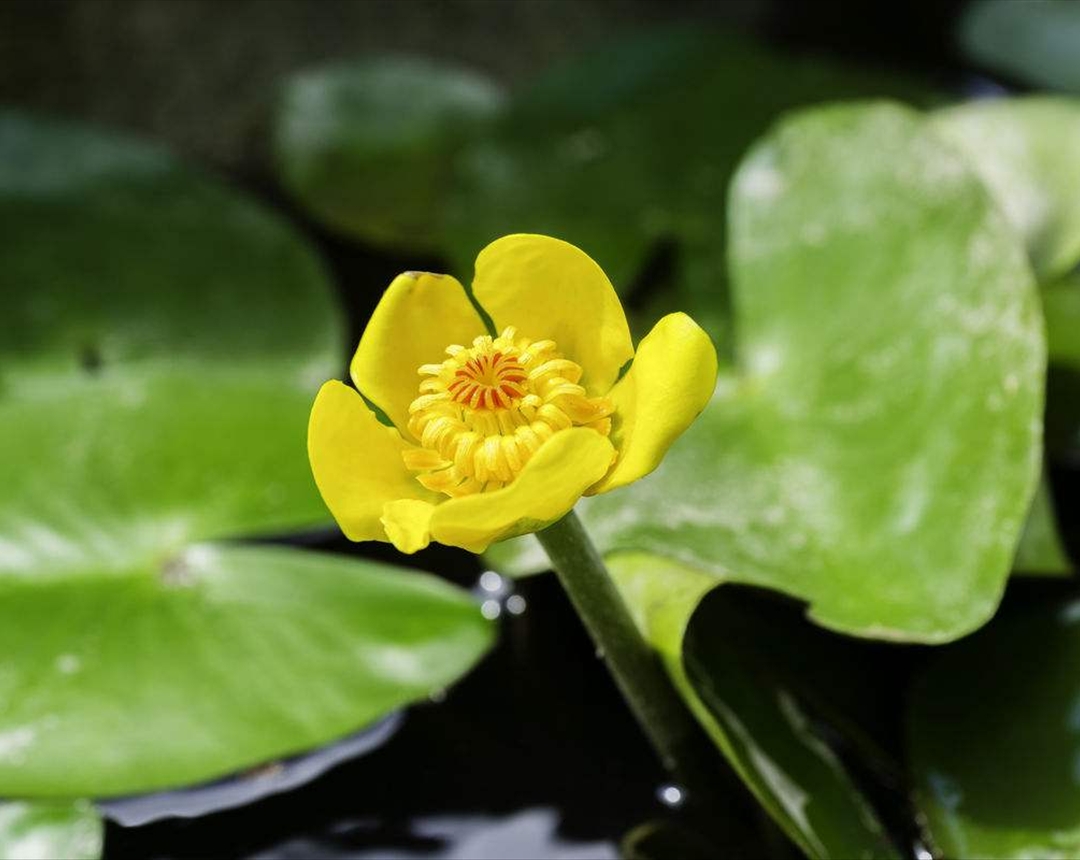 在养殖萍逢草的时候,要多注意以下几点,可以开出饱满的花朵