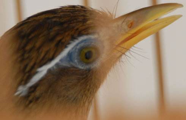 10只原毛画眉鸟,9只容易仰头!为何鸟友多是爱买"原毛"呢?