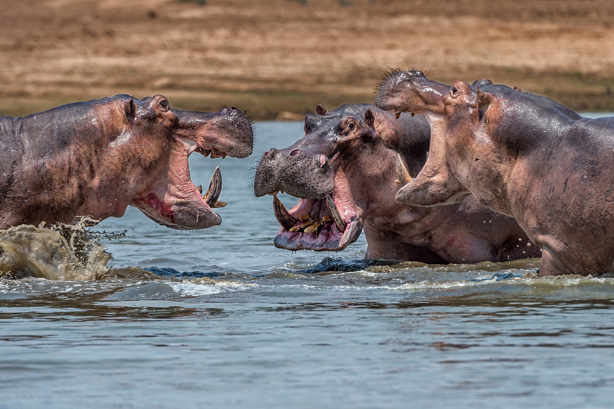 是选择银幕上的辉煌,还是享受普通人简单的小确幸?