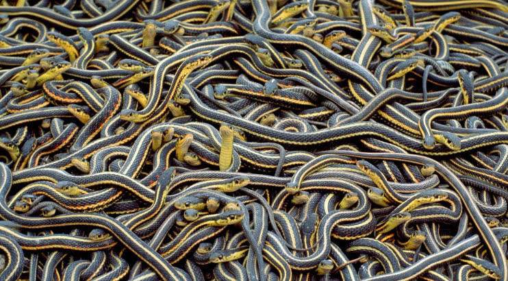 这种蛇被称为魔鬼蛇,身披老虎花纹不好惹,"平头哥"见了也得怂