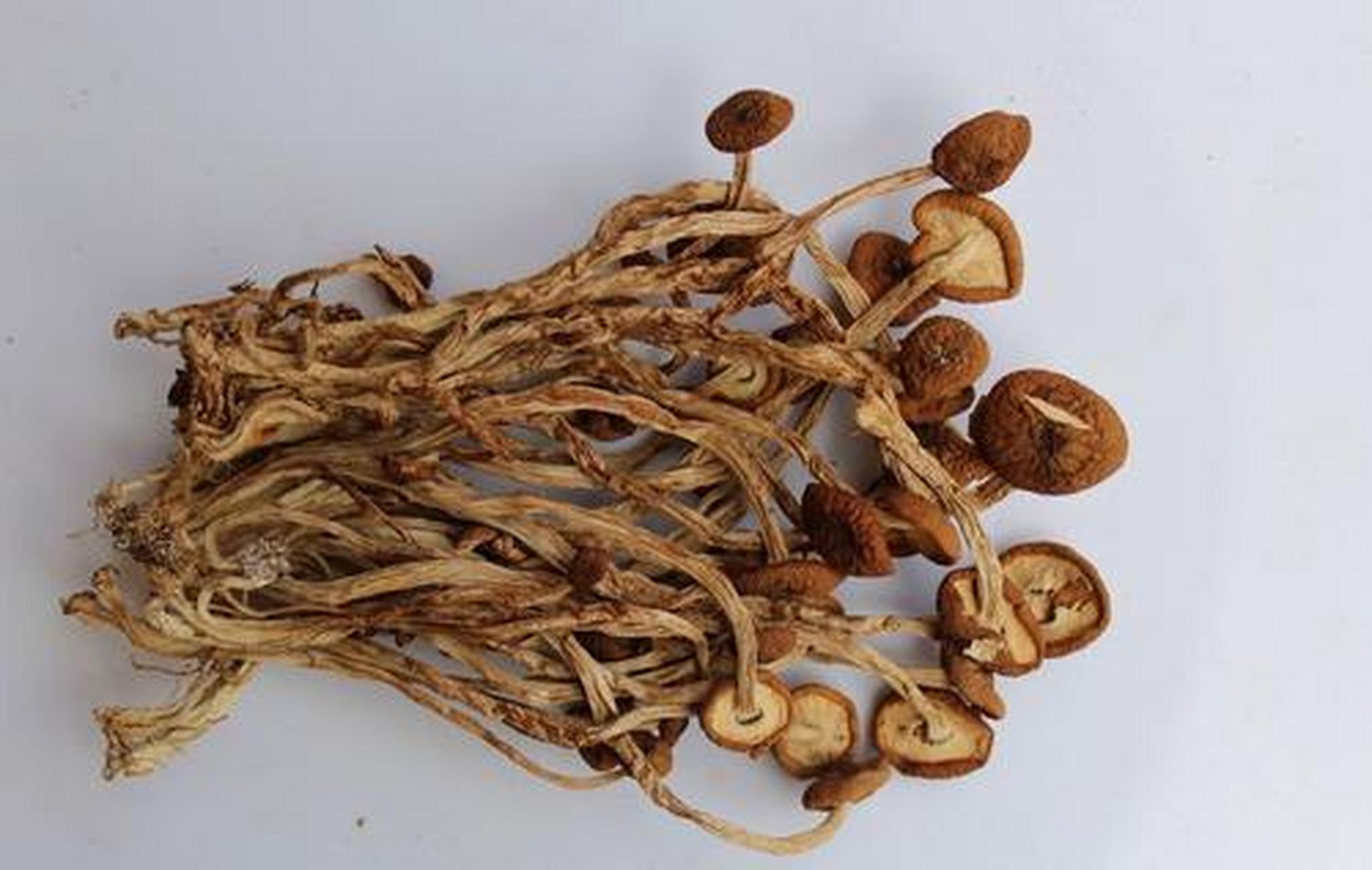 科普知识竞赛#【科普小知识】条环小脆柄菇所属真菌门,分布于西藏等