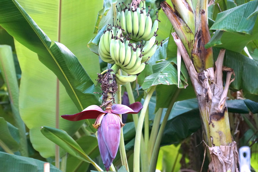 丈母娘砍芭蕉把花丢了,湖南女婿捡回去,放肉一炒,岳母直夸好吃