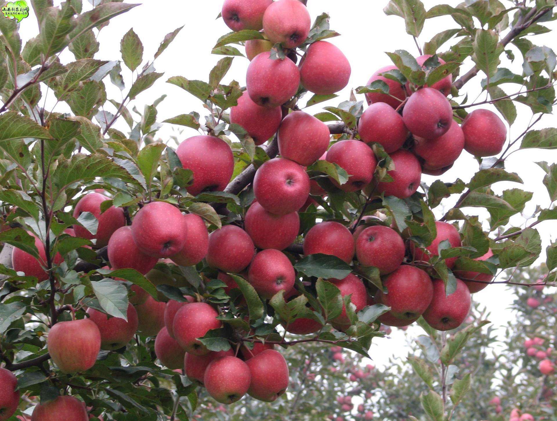 苹果是我们最常见的水果,在市场上的需求量也是非常大的,种植的品种也