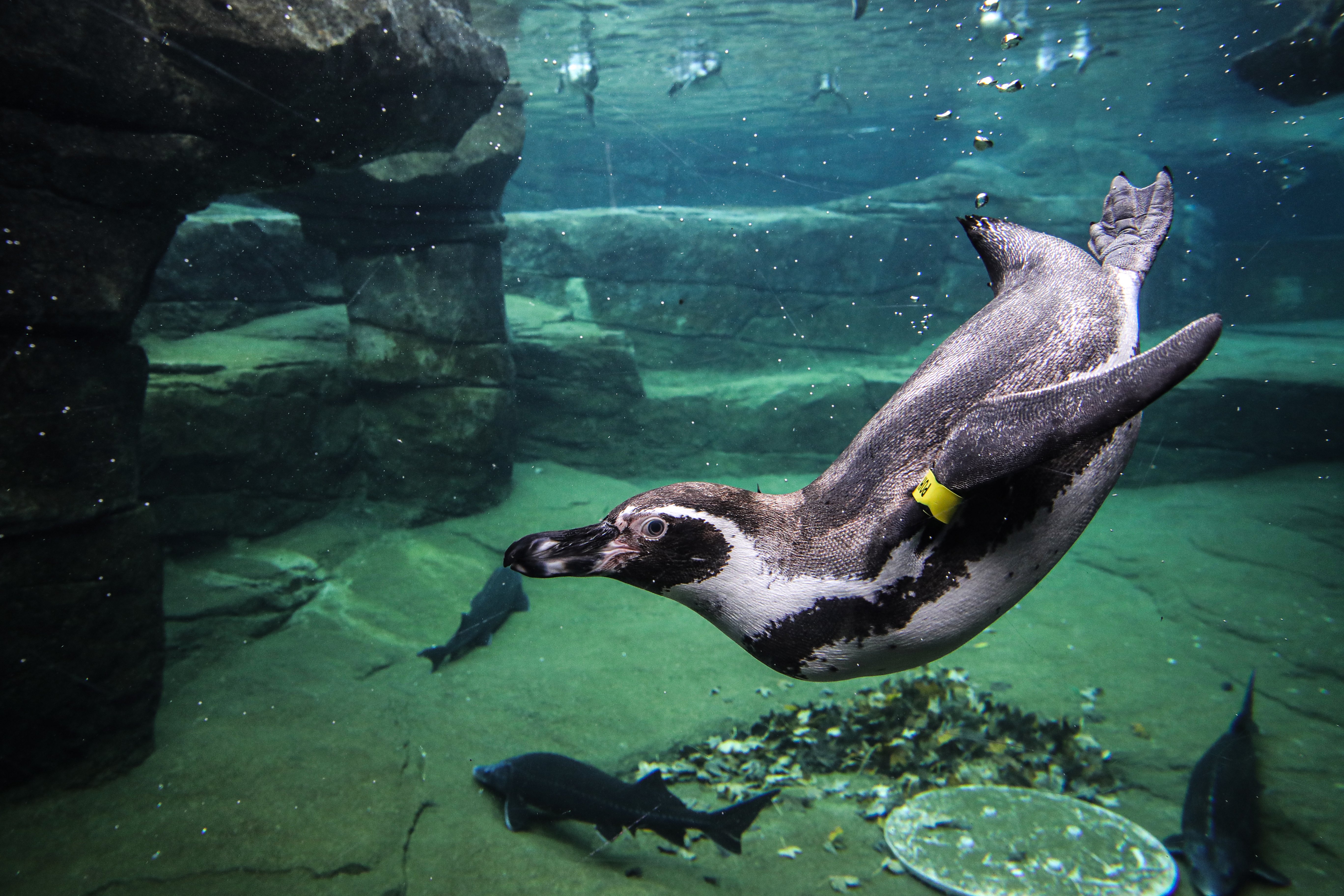 法兰克福动物园的动物们