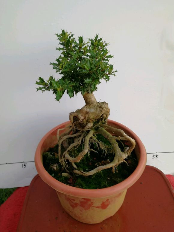 带有根艺的提根米叶枸骨盆景,有喜欢的吗?