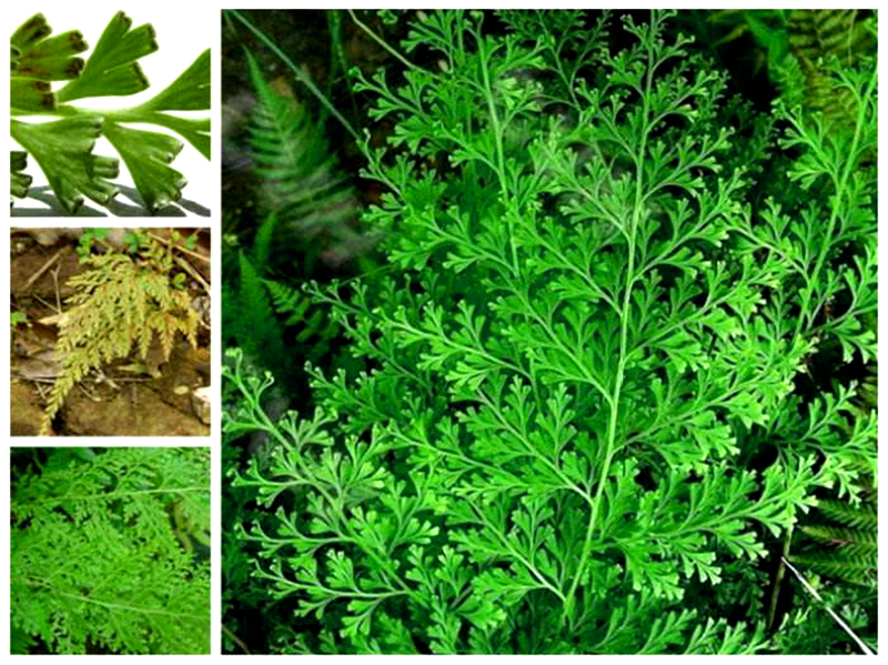 农村围墙之下的一种野草"大叶金花草",它的价值比较珍贵