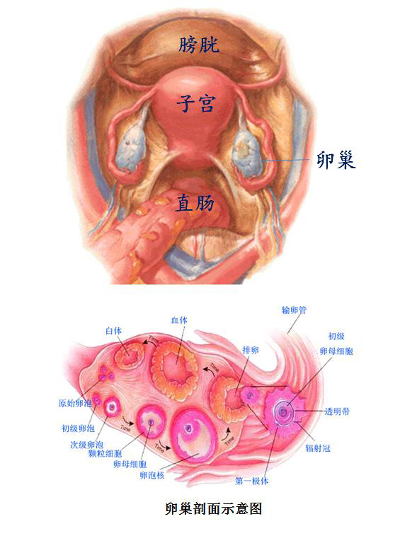 卵巢长什么样子图图片