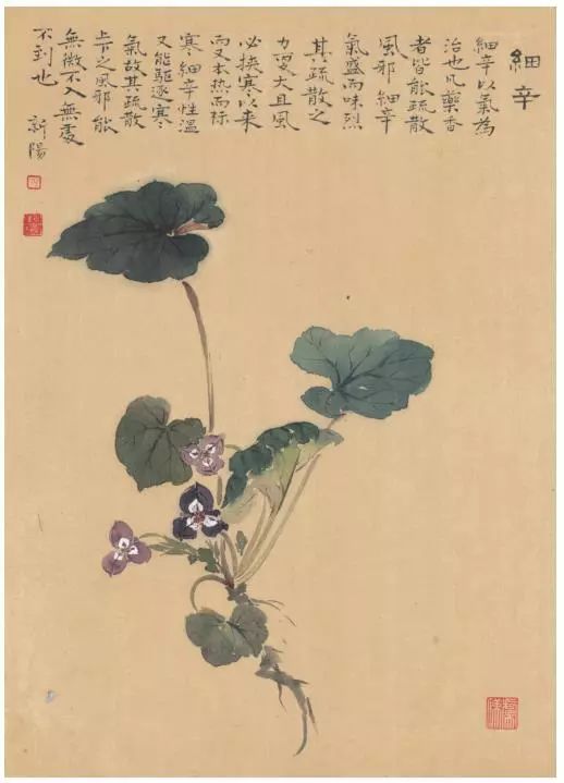 《本草丹青》之细辛篇