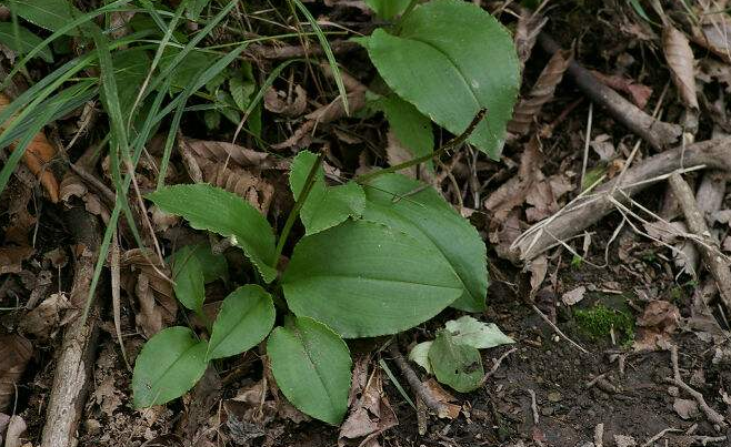 山中这种"野草",叶片像羊耳,见到别放过,能卖10元1斤,珍贵