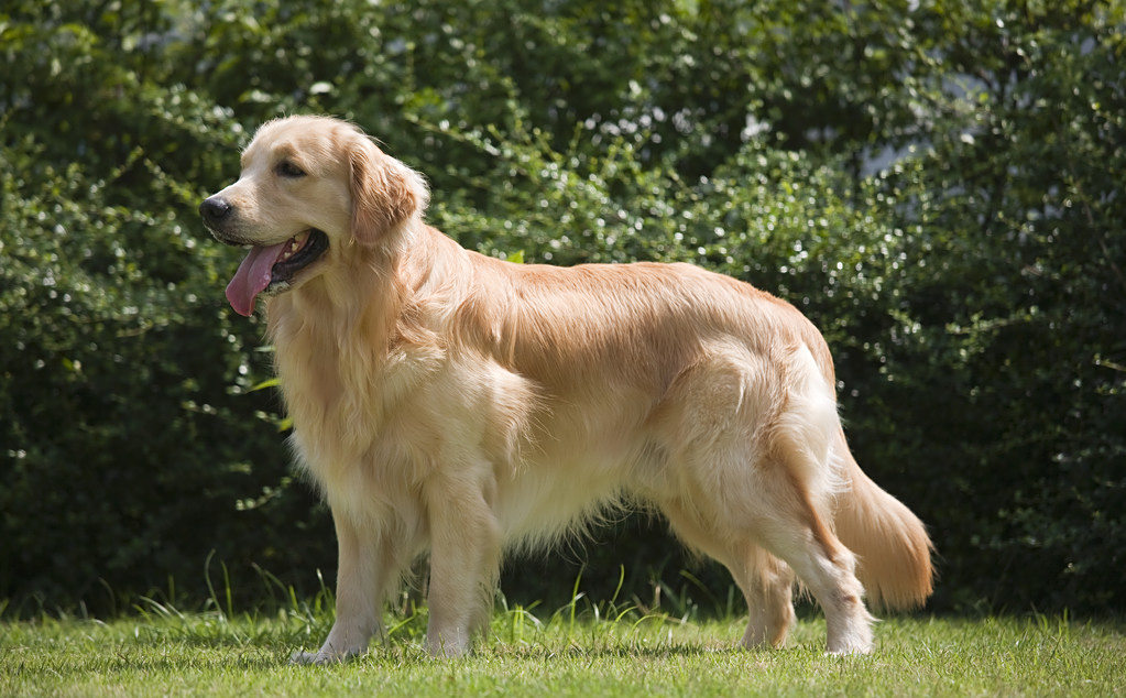 狗养的好不好,看狗身上这3个部位,一目了然